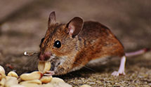 24 Hour & Emergency Exterminators in Clinton, NC